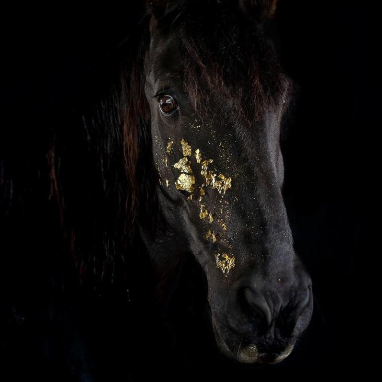 pferd mit goldfolie