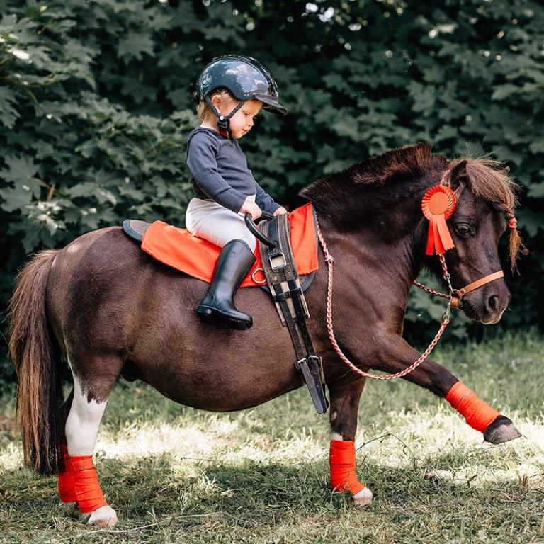 pferdeshooting ilona müller marktbreit tierfotograf tierfotografie kitzingen